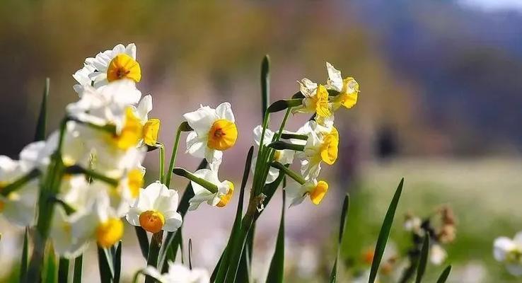 以玫瑰花的花语为主题的文章（爱情）
