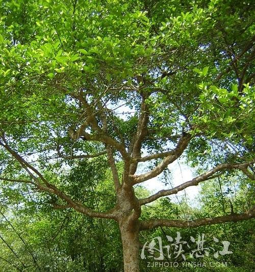 鬼柳树（探寻鬼柳树的生态价值和保护意义）