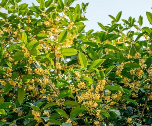 桂花的生长环境和适宜地方条件（探究桂花的生态特征和分布情况）