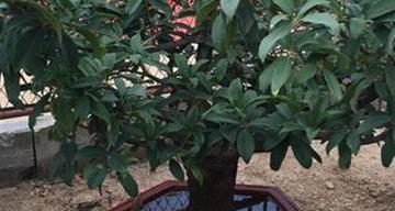 适合种植桂花的土壤类型及要点（打造适宜桂花生长的土壤环境）