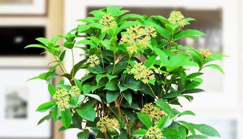 如何选取合适土壤种植桂花（适合桂花的土壤特点）