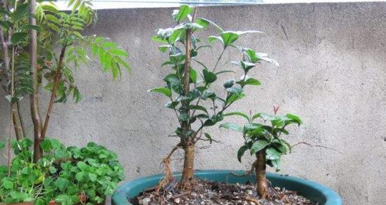 插枝繁殖桂花树是否可行(探究桂花树插枝生长的关键因素和技巧)
