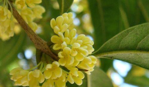 冬季盛开的桂花树（探寻桂花树在冬季开花的奥秘）