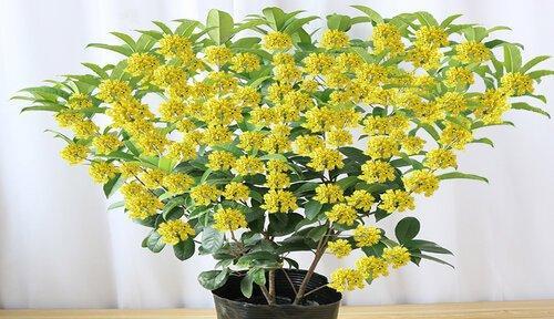 浇水是换盆后养护桂花树的关键（桂花树换盆后应该如何浇水）