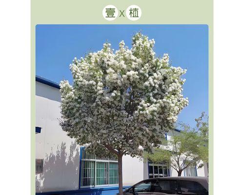 桂花树嫁接的时间和方法（掌握正确的嫁接技巧）