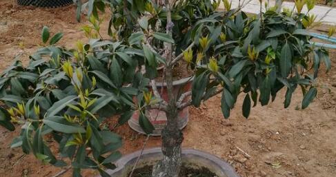 插枝繁殖桂花树,成功的关键在哪里(研究揭秘)