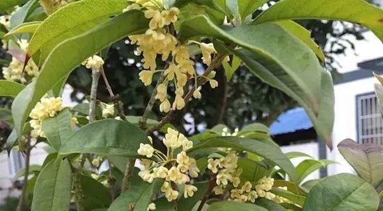 浪漫芬芳，探秘桂花树开花的季节