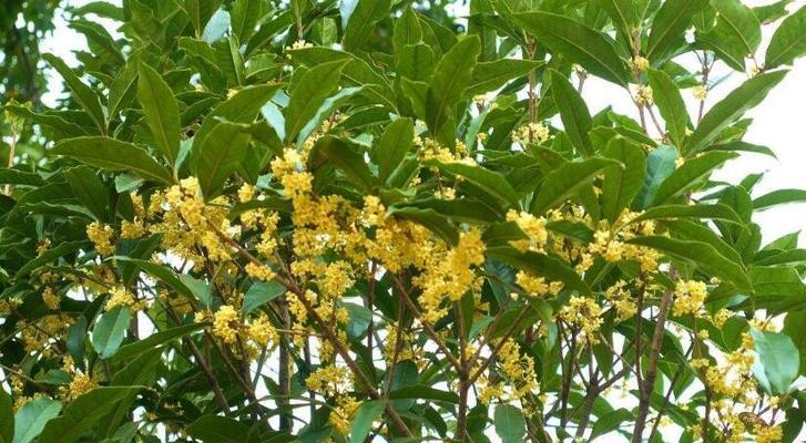 如何科学施肥，让桂花树吐芳香（掌握这些技巧）
