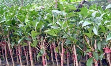 养护桂花树的正确方法（喜肥的桂花树应该施什么肥料）