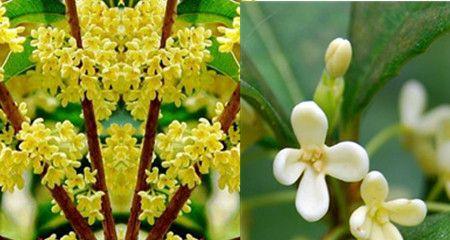 从黄色到白色，探究桂花的多彩世界（从黄色到白色）