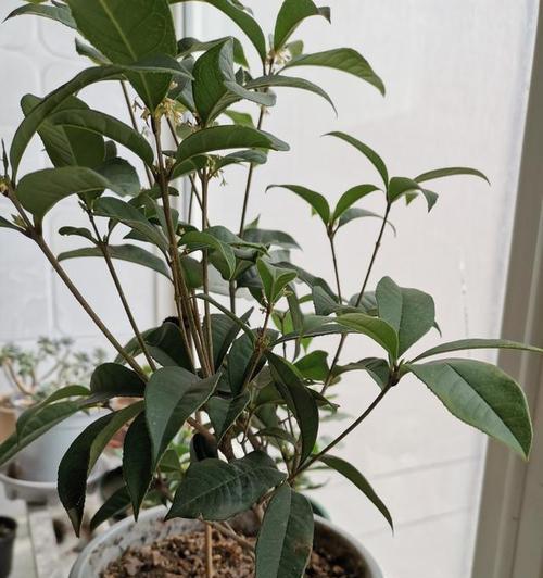 怎样浇水才能让桂花开得更美（桂花的浇水时间）
