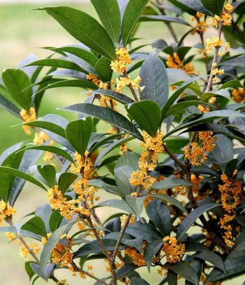 让你的桂花开得香又美——桂花的种植与养护技巧（从挑选品种到施肥养护）