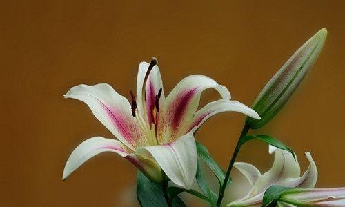 百合花（探索百合花的寓意与文化意义）