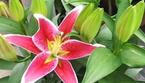百合花的象征意义(探寻百合花背后的象征意义和寓意)