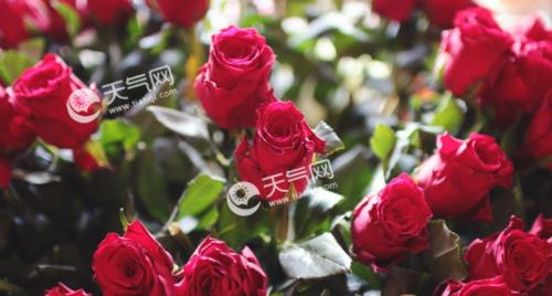 花语玫瑰（以玫瑰花的花语为线索）