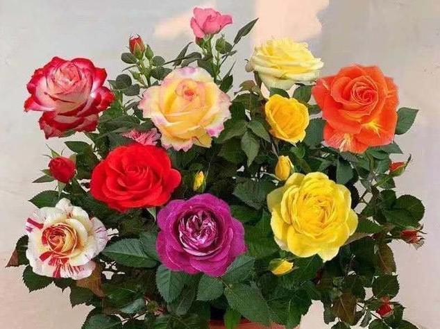 不同颜色玫瑰花的含义（探索玫瑰花的世界——从颜色到意义）