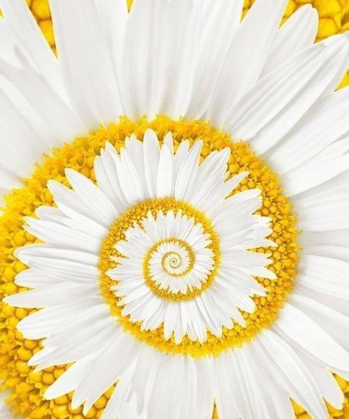雏菊花的寓意与启示（探寻花朵背后的含义）