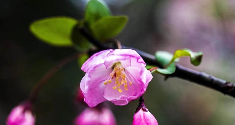 垂丝海棠花语（用花言巧语传递真挚情感）