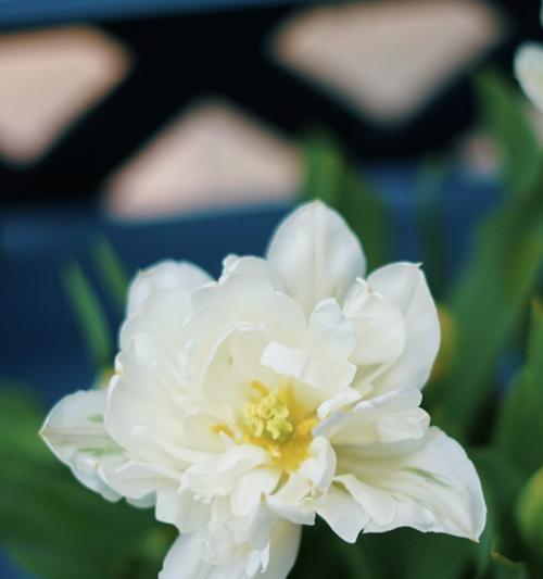 春天之美——盛开的花朵（缤纷花海）