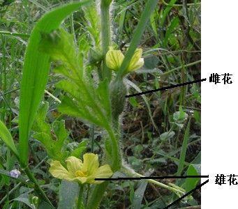 花语解读(从花语角度解读以单生花的象征意义)