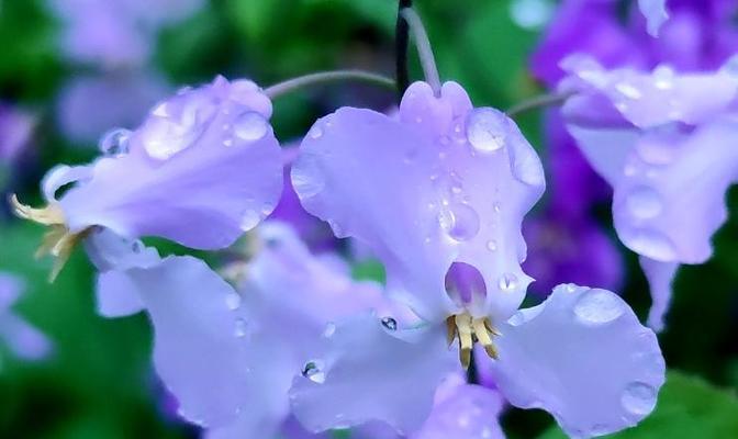 二月兰（探索二月兰的花语及其象征意义）