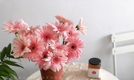 探秘蓝色非洲菊花的神秘语言（揭开蓝色非洲菊花的花语之谜）