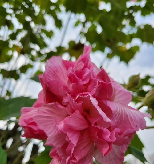 芙蓉花的寓意与象征意义（揭示芙蓉花的文化内涵与美学价值）
