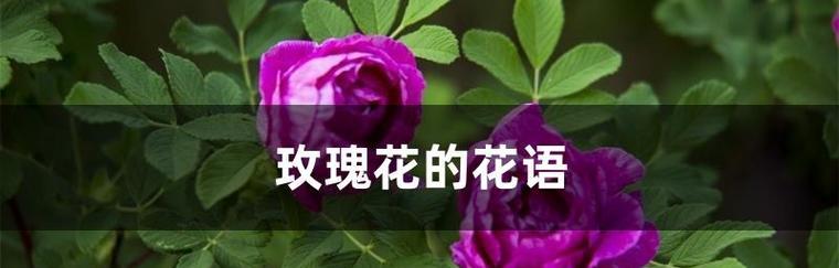 玫瑰花语的美丽与浪漫（探秘玫瑰花语的深刻寓意）
