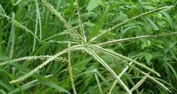马唐草与牛筋草的区别（通过图像对比）