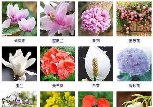大马士革玫瑰——四季常青的美丽之花（探秘大马士革玫瑰的生长习性及花期特点）