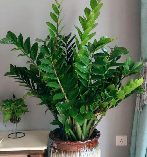 门口适合种植什么树（15种门口适合种植的树）