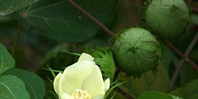 盛夏芬芳的棉花（揭秘棉花开花期和生长习性）
