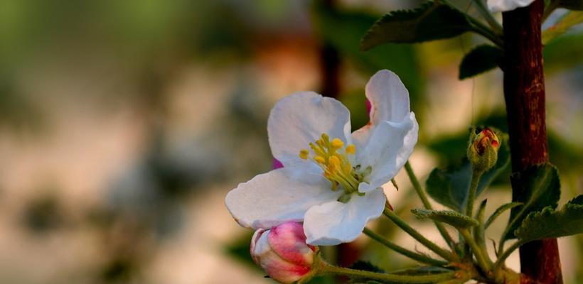 苹果花的颜色及特点（探究苹果花的色彩世界）