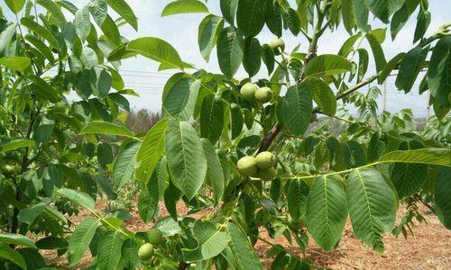 山核桃成熟季节的探究（盘点山核桃成熟的月份）