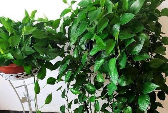树叶可做肥料吗（探究树叶肥料的应用范围）