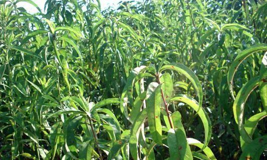 如何种植核桃树（核桃树种植时间和方法全面解析）