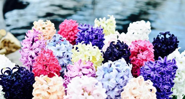 风信子花语的深刻含义（揭示风信子花语的蕴涵与意义）