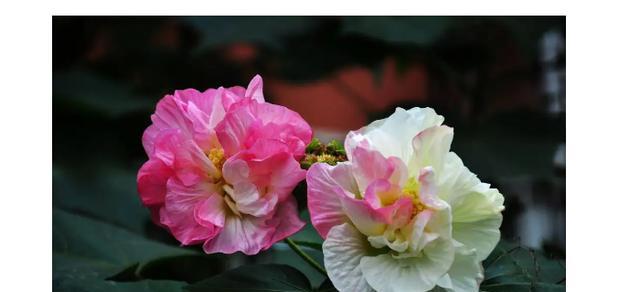 芙蓉花的美丽与寓意（探寻芙蓉花的象征与魅力）