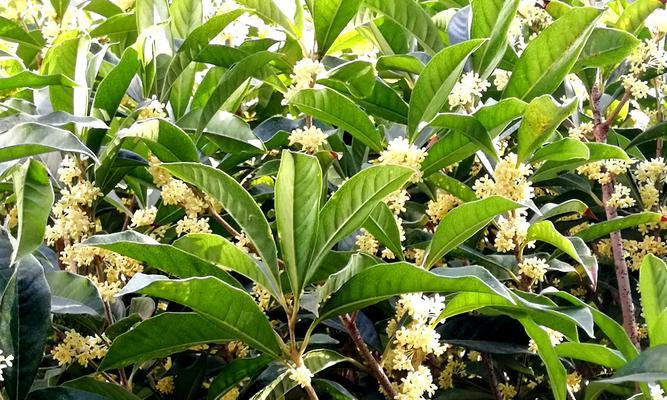 桂花的花语意义（美丽芳香的桂花）