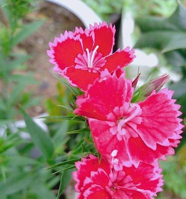 红丁香花语——爱的宣言（感受红丁香花语的浪漫与情深）
