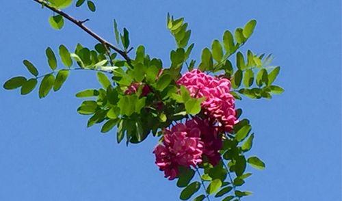 红花刺槐花语的深意（探寻红花刺槐的美丽与内涵）