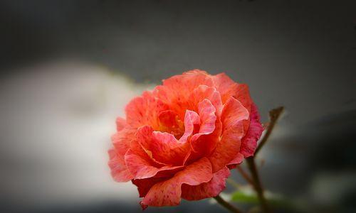 红月季花语(红月季花语的深意与美丽)