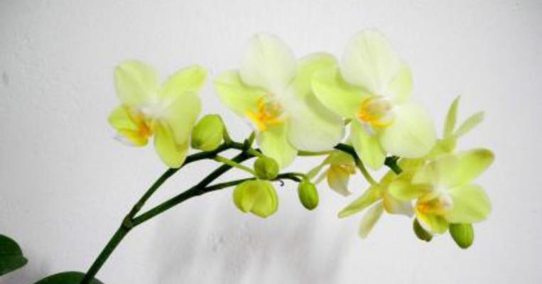 蝴蝶兰花语的深刻寓意（探索蝴蝶兰花语的丰富内涵）