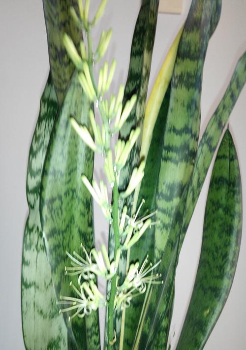 虎皮兰盛放的寓意——繁荣与希望（以虎皮兰开花为象征）