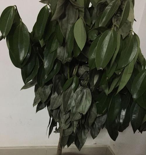 富贵树水浇多了怎么办（防范过度浇水）