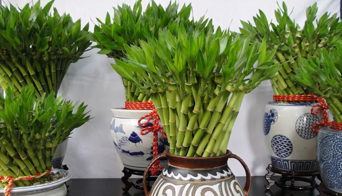富贵竹的样子和特点（一种独特的植物-富贵竹）