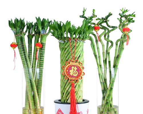 富贵竹的风水象征与摆放禁忌（传递繁荣与吉祥的植物——富贵竹）