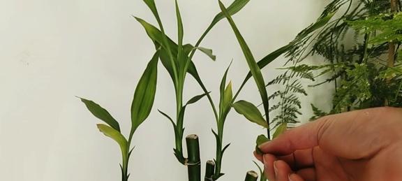 富贵竹能否在冬天存活(富贵竹的冬季养护技巧和应对方法)