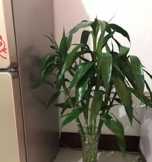 如何科学养护富贵竹（冬季护理必备）