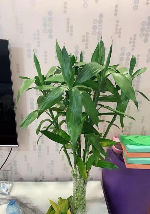 富贵竹地栽指南(让你的家园充满生机与绿意)